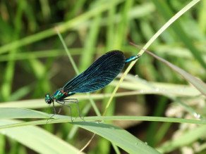 Blaue Libelle auf einem Blatt