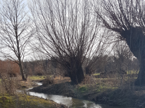 Bachbereich mit Kopfweiden