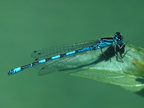 Blaue Kleinlibelle mit schwarzer Zeichnung sitzt auf einem Blatt.