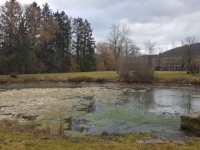 Halbgefüllter, runder Teich mit aufschwimmenden Algen. Im Hintergrund eine Grünfläche mit Sitzmöglichkeiten.