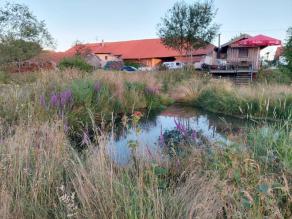 Stillwasserbereich mit Hochstaudenflur, Gräsern und jungen Gehölzen am Ufer.