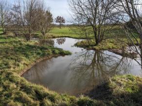 Tümpelkette und Gehölze am Gewässerrand in einer Wiese.