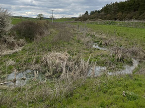 Schmaler Bach, der naturnah durch eine Brachfläche fließt. Angrenzend befindet sich Grünland.