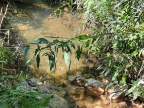 Blick in einen Bach mit Steinen, Kies und Feinmaterial an der Sohle. Am Ufer wachsen Hochstauden und Gräser.