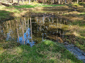 Bach im Wald mit Aufweitungen. Am Ufer befindet sich Grasbewuchs.