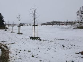 Schneebedeckte Fläche mit hochstämmigen Bäumen. Das verrohrte, unterirdisch verlaufende Brunsbächlein ist nicht zu erkennen.