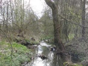 Naturnaher Bach mit Gehölzen auf dem Uferstreifen und abwechslungsreicher Uferstruktur.