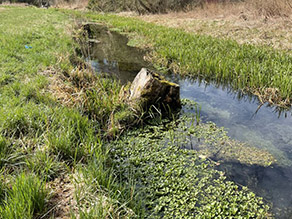 Ein Wurzelstock am Ufer des Bachs. Die Strömung wird ans andere Ufer gelenkt. Im strömungsarmen Bereich wachsen Wasserpflanzen.