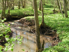 Ein Fließgewässer schlängelt sich durch einen Wald