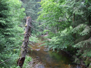 Ohe im Nationalpark Bayerischer Wald. Das Wasser ist durch Huminstoffe bräunlich gefärbt.