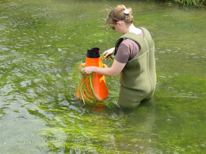 Eine Mitarbeiterin der Wasserwirtschaftsverwaltung steht in Wathosen in einem Fließgewässer und schaut mit dem Sichtkasten, welche Lebewesen am Gewässergrund zu sehen sind.