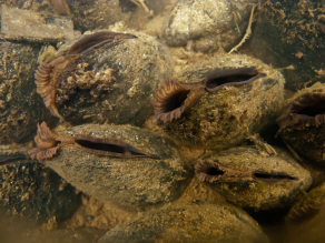 Flussperlmuscheln in einem Fließgewässer