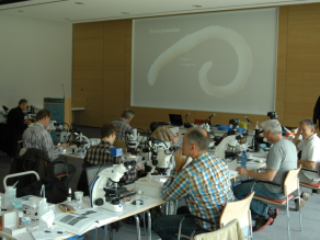 Personen an Tischen mit Binokularen bei der Bestimmung von Gewässerorganismen