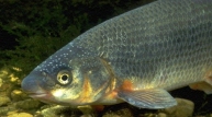 Bild von einem Fisch (Äsche)
