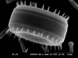 Kieselalgenschale aus Seesediment.