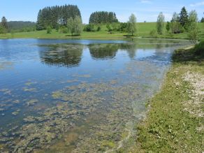 Seeufer mit sehr vielen verklumpten Algen im Wasser und am Ufer