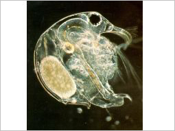 Zooplankton Bosmina