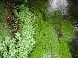 Macrophytes (aquatic plants) in a river.