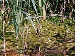 Schilf und schwimmende Wasserpflanzen auf einem Ausschnitt eines Sees.