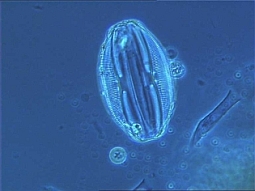 Mikroskopische Aufnahme einer Diatomee (Kieselalge).