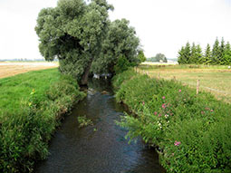 Entlang des Gewässers ist ein beidseitig ein Gewässerrandstreifen angelegt, der nicht acker-und gartenbaulich genutzt wird.