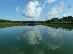 Seefläche, in dem sich Wolken spiegeln, Ufer mit Schilf und Gehölzen.