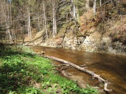 Kleiner Fluss, Auevegetation und Totholz im Vordergrund, Laubwald und natürlicher Erosionshang im Hintergrund