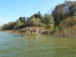 Holzsteg am Ufer des Ammersees  mit Schilfgürtel