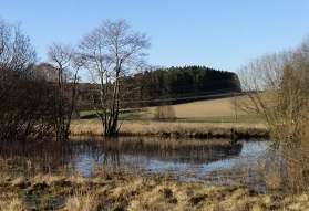 Bachlauf mit vernässtem Uferbereich und Baumbewuchs