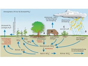 Schaubild zum Stickstoffkreislauf. Der wichtigste primäre Lieferant für Stickstoff ist die Atmosphäre, sie besteht zu 78Vol.% aus diesem Element. Weitere Lieferanten sind Pflanzen, Tiere und Verbrennungsvorgänge. Im Boden intstehen aus organisch gebundenem Stickstoff Ammonium und Nitrat, die von Pflanzen aufgenommen werden können. Stickstoffverluste treten durch Ammoniakverflüchtigung, Nitratauswaschung und Denitrifikation auf.