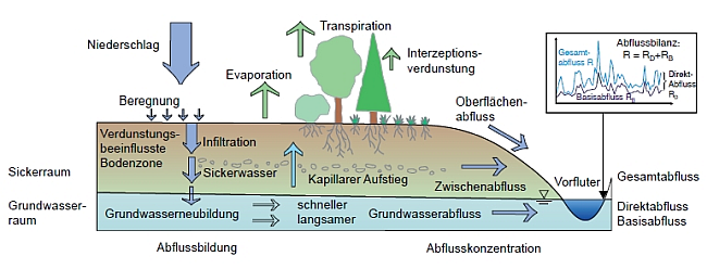 Schema der Grundwasserneubildung: der Anteil des Niederschlags, der nicht verdunstet oder oberflächlich abfließt, versickert und bildet Grundwasser. Grundwasser trägt als Basisabfluss zum Gesamtabfluss in Fließgewässern bei.