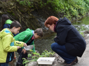 Grundschüler untersuchen Wassertiere in einem Fließgewässer. Grundschüler untersuchen Wassertiere in einem Fließgewässer.