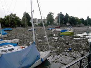 Treibholz bei Hochwasser in Lindau 