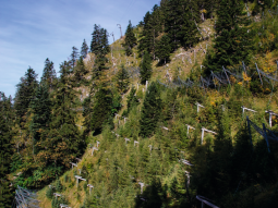 Ein Steilhang mit lückenhaftem Baumbestand. Mehrere Bäume wurden neu gepflanzt und werden mit Holzstützen stabilisiert. Etwa in Bildmitte ist eine Lawinenverbauung (Netz) zu erkennen.