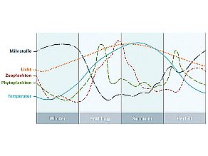Grafische Darstellung des Kurvenverlaufs des Pythoplanktons über die 4 Jahreszeiten (abfallend im Winter, ansteigend im Frühjahr, abfallend im Sommer, Wiederanstieg im Herbst). Im Bezug dazu ist der Verlauf von Nährstoffen (Winter: hoch, abfallend Frühjahr, Wiederanstieg über Sommer und Herbst), Licht (regelmäßiger Übergang zwischen weniger im Winter bis mehr im Sommer) und Temperatur (Verlauf wie beim Licht nur mit größerem Ausschlag).