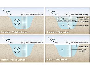 Grafik mit Schnitt durch einen schematisch dargestellten See (sieht aus wie Schnitt durch eine Badewanne). Im Frühjahr zirkuliert das Wasser durch den ganzen See (von oben bis unten). Die Temperatur und die Sauerstoffsättigung an der Oberfläche sind ähnlich wie am Grund und betragen ca. 4°C bzw. 100%. Im Sommer schichtet sich der See. Die Zirkulation reicht nun nicht mehr bis zum Grund des Sees. Die Temperatur zwischen Oberfläche (warm) und Grund (kalt, ca. 4°C) sind nun nicht mehr ähnlich. Auch die Sauerstoffsättigung ist oben hoch unten mittel und in der Mitte, an der Sprungschicht, sehr niedrig. Im Herbst findet eine Zirkulation wie im Frühjahr statt. In der Winterstagnation ist durch eine Eisbedeckung sowohl die Temperatur als auch die Sauerstoffsättigung im Waser gleich. Die Zirkulation wird durch Wind hervorgerufen.