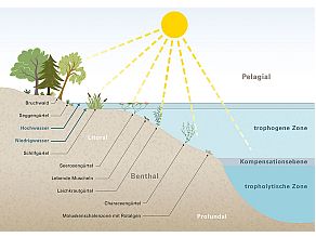 Schemazeichnung eines Sees mit Bruchwald am Ufer und immer weiter Richtung Seemitte Seggengürtel, Schilfgürtel, Seerosengürtel, lebende Muscheln, Laichkrautgürtel, Caraceengürtel, Mollusken-Schalenzone mit Rotalgen; weitere Begriffe zu den Zonen sind im Text erklärt, wie Pelagial, trophogene Zone, Kompensationsebene, tropholytische Zone, Benthal und Profundal