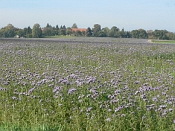 "Phacelia" als Zwischenfrucht.