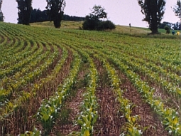Auf eine Maisfeld wurde zwischen den Maisreihen Mulch gestreut.