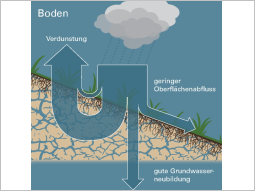 Skizze:  unter natürlichen Verhältnissen verdunsten nahezu zwei Drittel des gefallenen Regens, etwa ein Viertel versickert und nur ein kleiner Teil fließt oberflächig  ab.